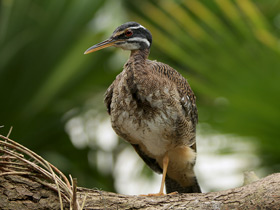 Солнечная цапля