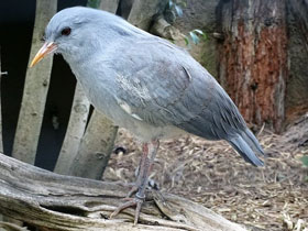 Смотреть фото Кагу Фото Кагу