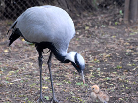 Смотреть фото Красавка Фото Красавка