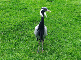 Смотреть фото Красавка Фото Красавка