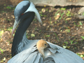 Смотреть фото Красавка Фото Красавка