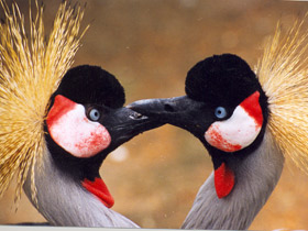 Венценосный журавль