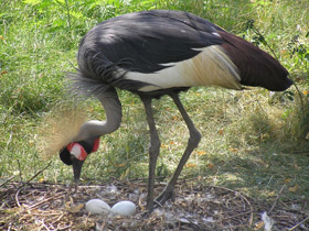 Смотреть фото Венценосный журавль Фото Венценосный журавль