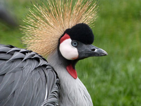 Смотреть фото Венценосные журавли: коронованные природой Фото Венценосные журавли: коронованные природой