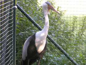 Смотреть фото Серёжчатый журавль Фото Серёжчатый журавль