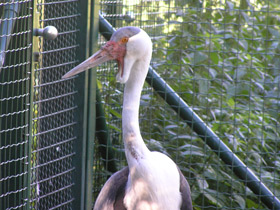 Смотреть фото Серёжчатый журавль Фото Серёжчатый журавль