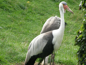 Серёжчатый журавль