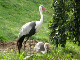 Серёжчатый журавль