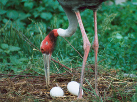 Смотреть фото Индийский журавль Фото Индийский журавль