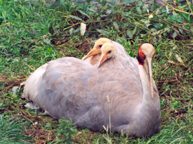 Индийский журавль