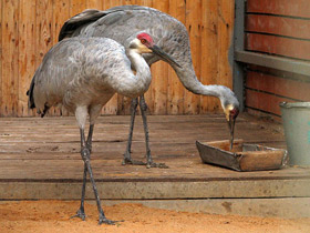 Смотреть фото Канадский журавль Фото Канадский журавль