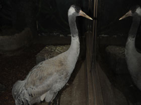 Смотреть фото Серый журавль Фото Серый журавль