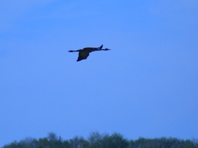 Смотреть фото Серый журавль Фото Серый журавль