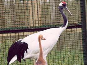 Смотреть фото Японский журавль Фото Японский журавль