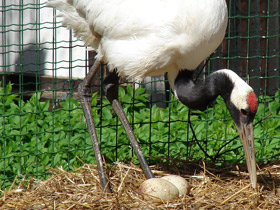 Смотреть фото Японский журавль Фото Японский журавль