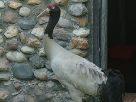 Смотреть фото Черношейный журавль Фото Черношейный журавль