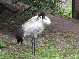Смотреть фото Черношейный журавль Фото Черношейный журавль