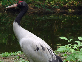 Смотреть фото Черношейный журавль Фото Черношейный журавль