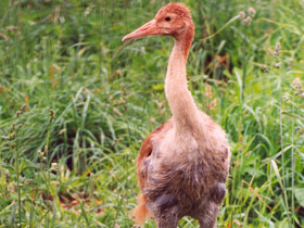 Смотреть фото Даурский журавль Фото Даурский журавль