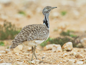 Смотреть фото Джек Фото Джек