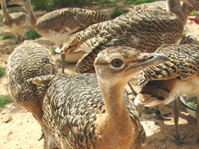 Смотреть фото Дрофа Фото Дрофа