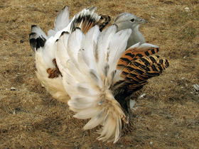 Смотреть фото Дрофа Фото Дрофа