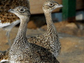 Смотреть фото Стрепет Фото Стрепет