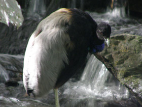 Смотреть фото Трубачи Фото Трубачи