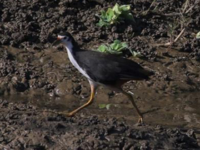 Смотреть фото Белогрудый погоныш Фото Белогрудый погоныш