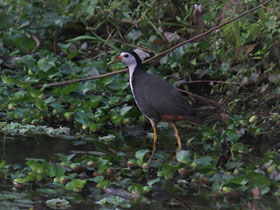 Смотреть фото Белогрудый погоныш Фото Белогрудый погоныш
