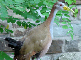 Гигантский лесной пастушок