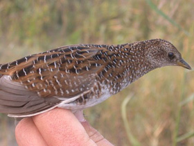 Смотреть фото Белокрылый погоныш Фото Белокрылый погоныш