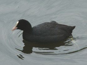 Смотреть фото Лысуха Фото Лысуха