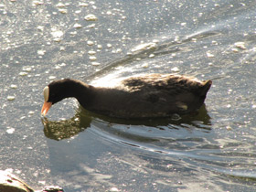 Смотреть фото Лысуха Фото Лысуха