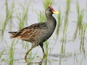 Смотреть фото Рогатая камышница Фото Рогатая камышница