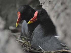 Смотреть фото Камышница Фото Камышница