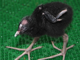 Смотреть фото Султанка Фото Султанка