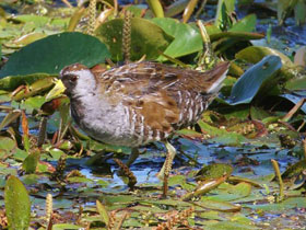 Смотреть фото Каролинский пастушок Фото Каролинский пастушок