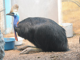 Смотреть фото Нелетающие птицы Фото Нелетающие птицы