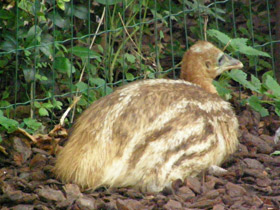 Смотреть фото Шлемоносный казуар Фото Шлемоносный казуар