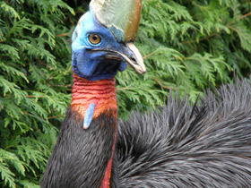 Оранжевошейный казуар