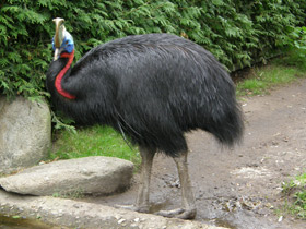 Смотреть фото Оранжевошейный казуар Фото Оранжевошейный казуар