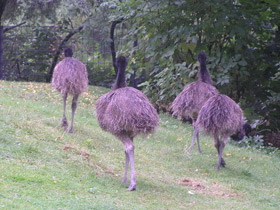 Смотреть фото Эму Фото Эму