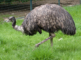 Смотреть фото Эму Фото Эму