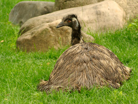 Смотреть фото Эму Фото Эму