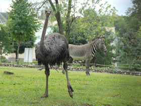 Смотреть фото Африканский страус Фото Африканский страус