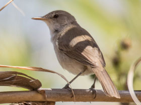 Фото Короткопёрая камышовка