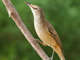 Фото Иракская камышовка