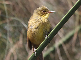 Смотреть фото Тонкоклювая желтобрюхая камышовка Фото Тонкоклювая желтобрюхая камышовка