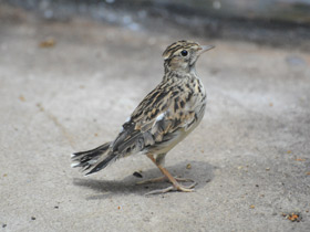 Смотреть фото Птичьи гнезда на земле Фото Птичьи гнезда на земле